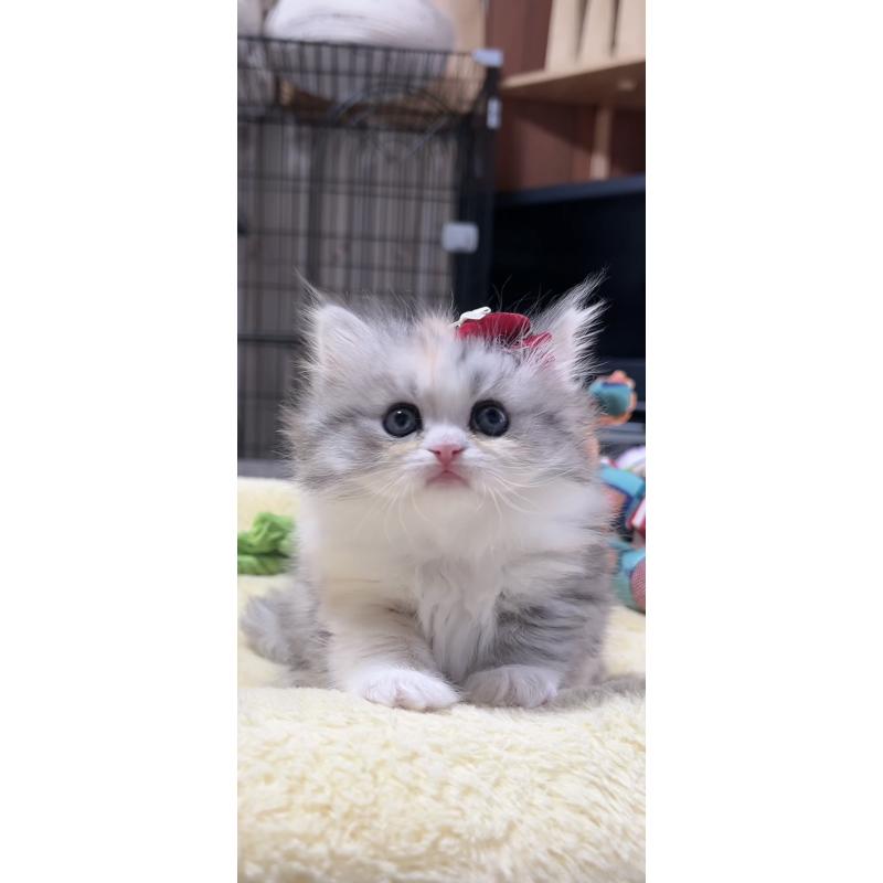 販売中の岐阜県のミヌエット-140057の3枚目