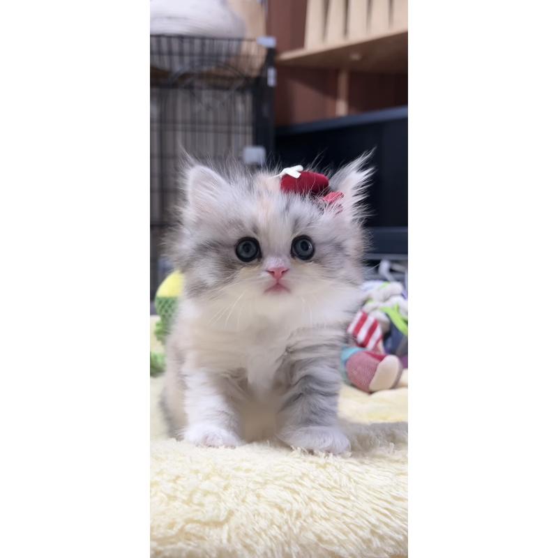 販売中の岐阜県のミヌエット-140057の2枚目