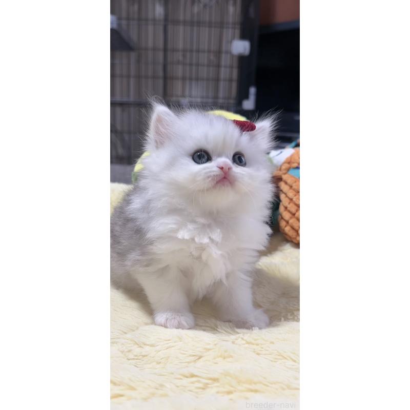 販売中の岐阜県のミヌエット-140059の9枚目