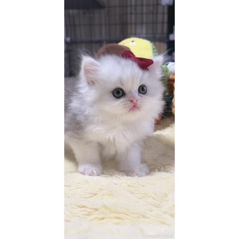 販売中の岐阜県のミヌエット-140059の8枚目