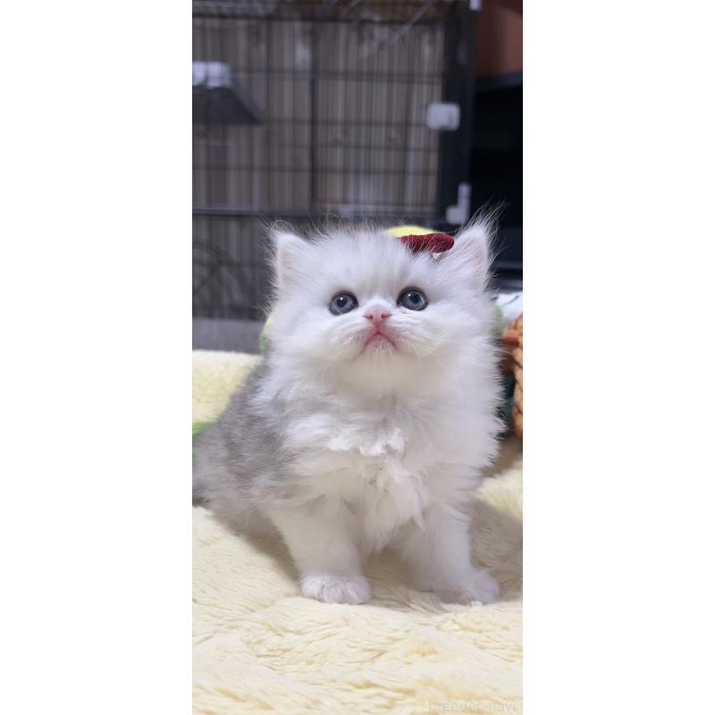 販売中の岐阜県のミヌエット-140059の7枚目