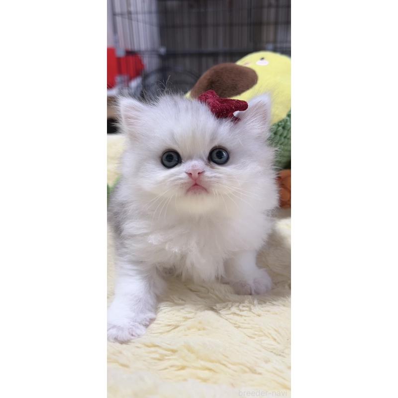 販売中の岐阜県のミヌエット-140059の6枚目