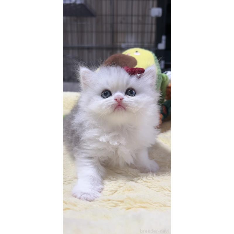 販売中の岐阜県のミヌエット-140059の5枚目