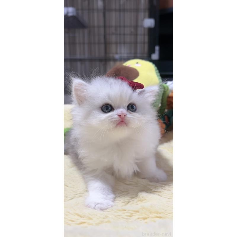 販売中の岐阜県のミヌエット-140059の4枚目