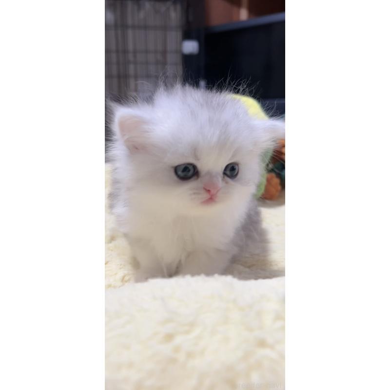 販売中の岐阜県のミヌエット-140059の3枚目