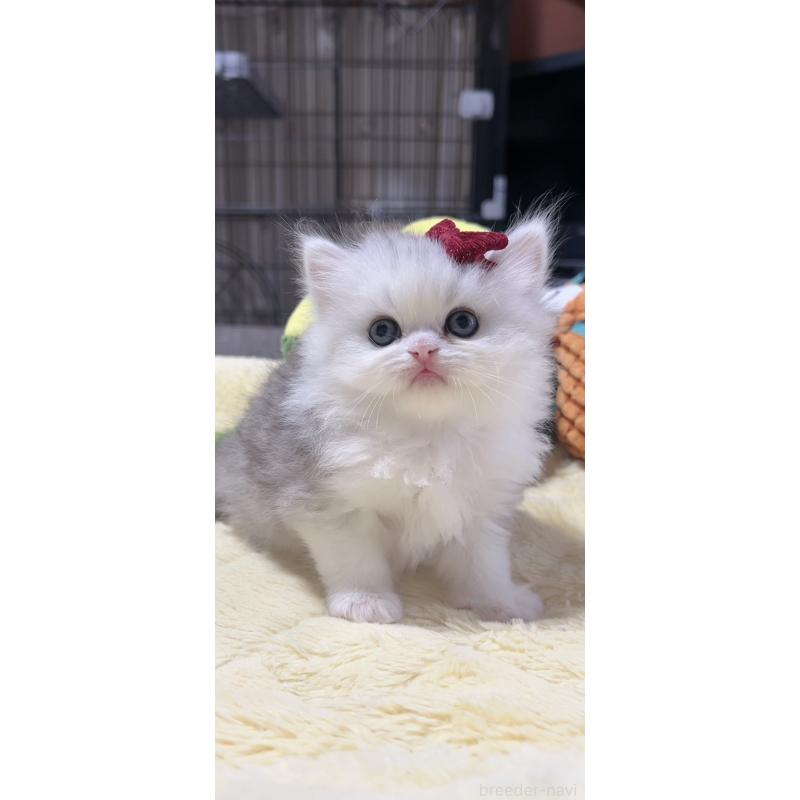 販売中の岐阜県のミヌエット-140059の2枚目