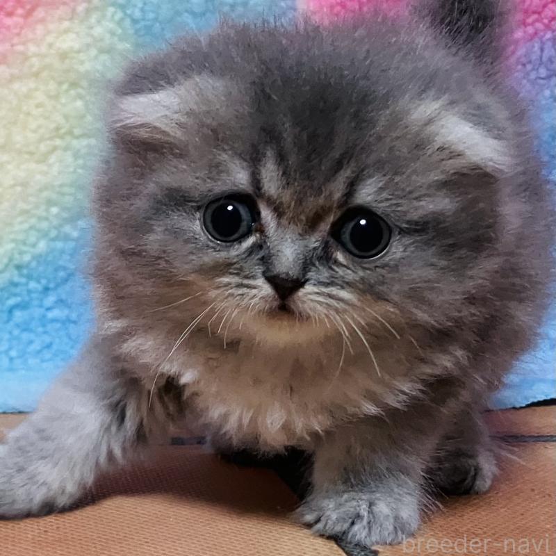 販売中の三重県のスコティッシュフォールド(折れ耳)-140060