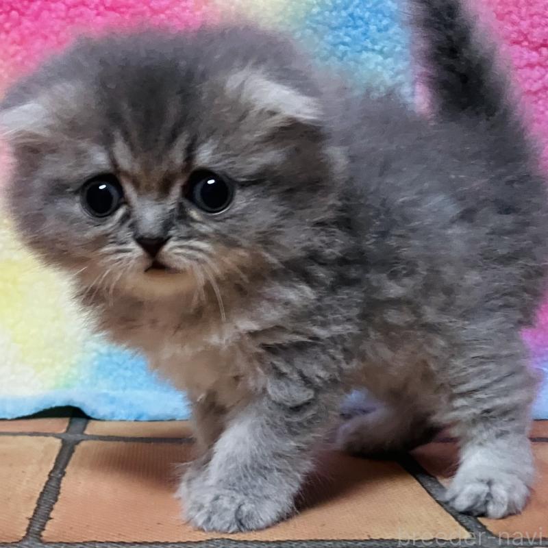 販売中の三重県のスコティッシュフォールド(折れ耳)-140060の2枚目