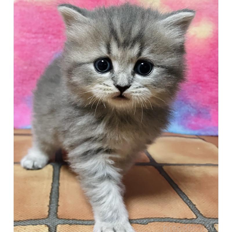 販売中の三重県のスコティッシュフォールド-140061の2枚目