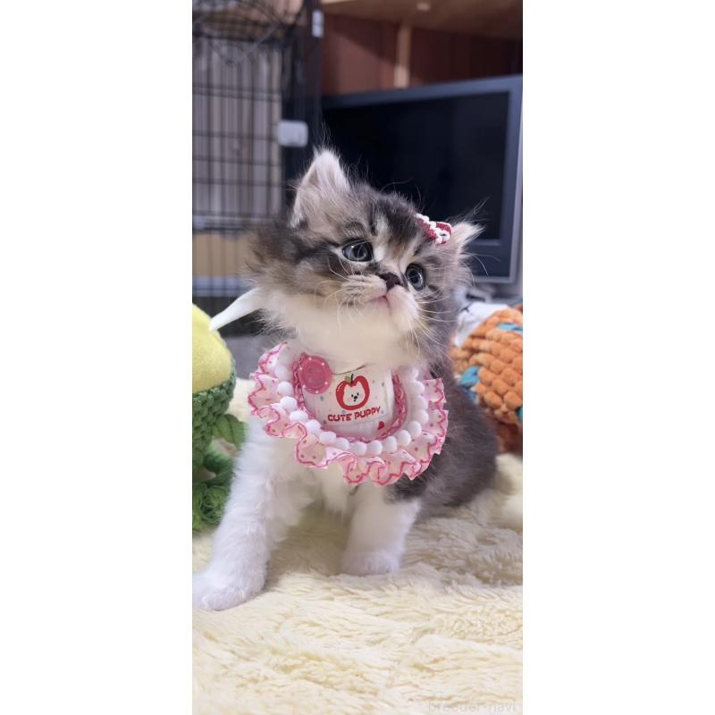 販売中の岐阜県のスコティッシュフォールド-140062の7枚目