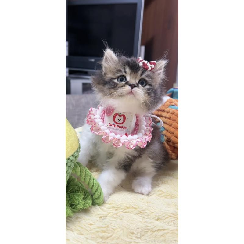 販売中の岐阜県のスコティッシュフォールド-140062の6枚目