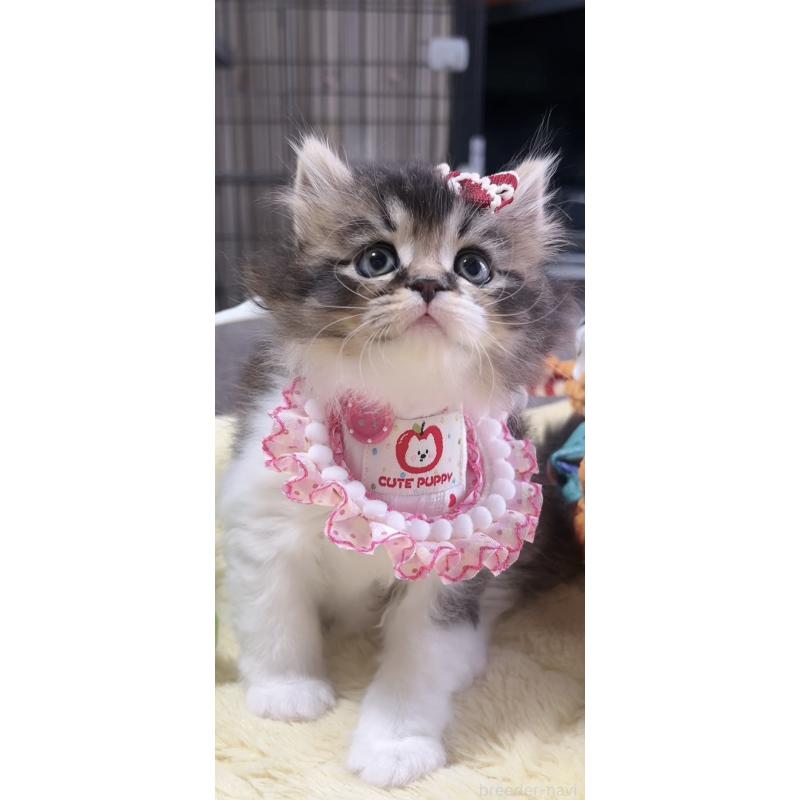 販売中の岐阜県のスコティッシュフォールド-140062の5枚目