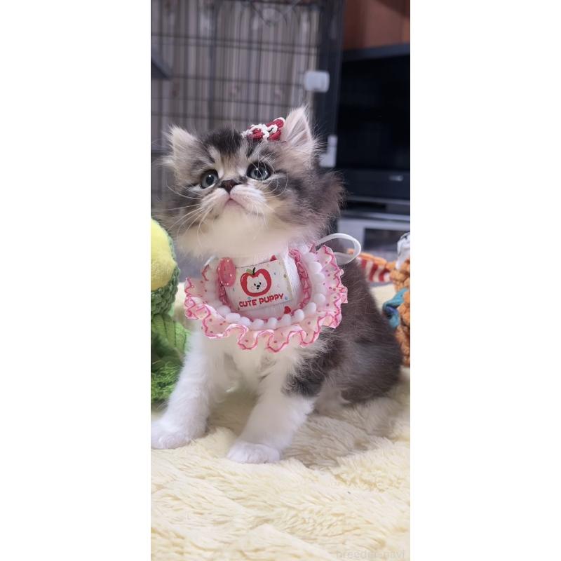 販売中の岐阜県のスコティッシュフォールド-140062の4枚目