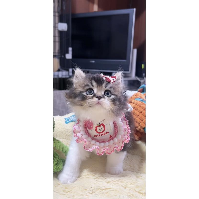 販売中の岐阜県のスコティッシュフォールド-140062の3枚目