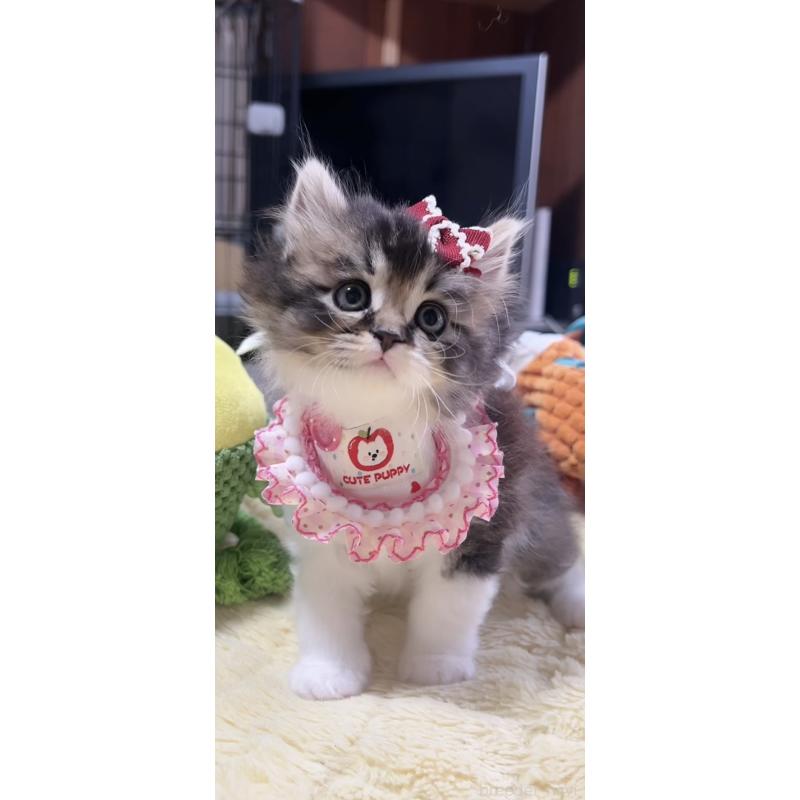 販売中の岐阜県のスコティッシュフォールド-140062の2枚目