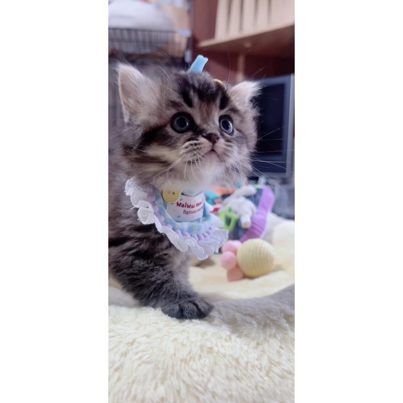 販売中の岐阜県のスコティッシュフォールド-140063の6枚目