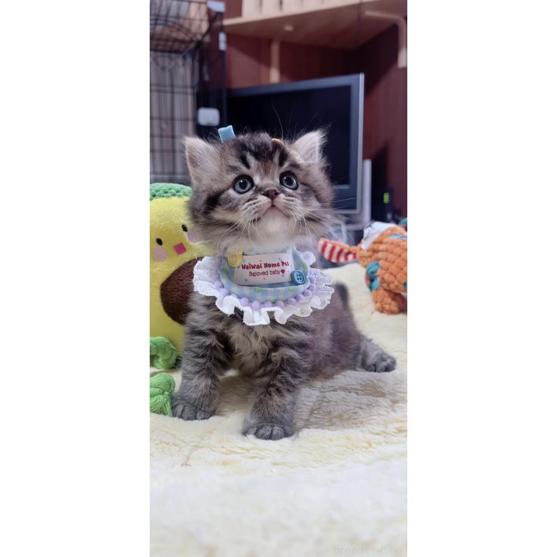 販売中の岐阜県のスコティッシュフォールド-140063の7枚目