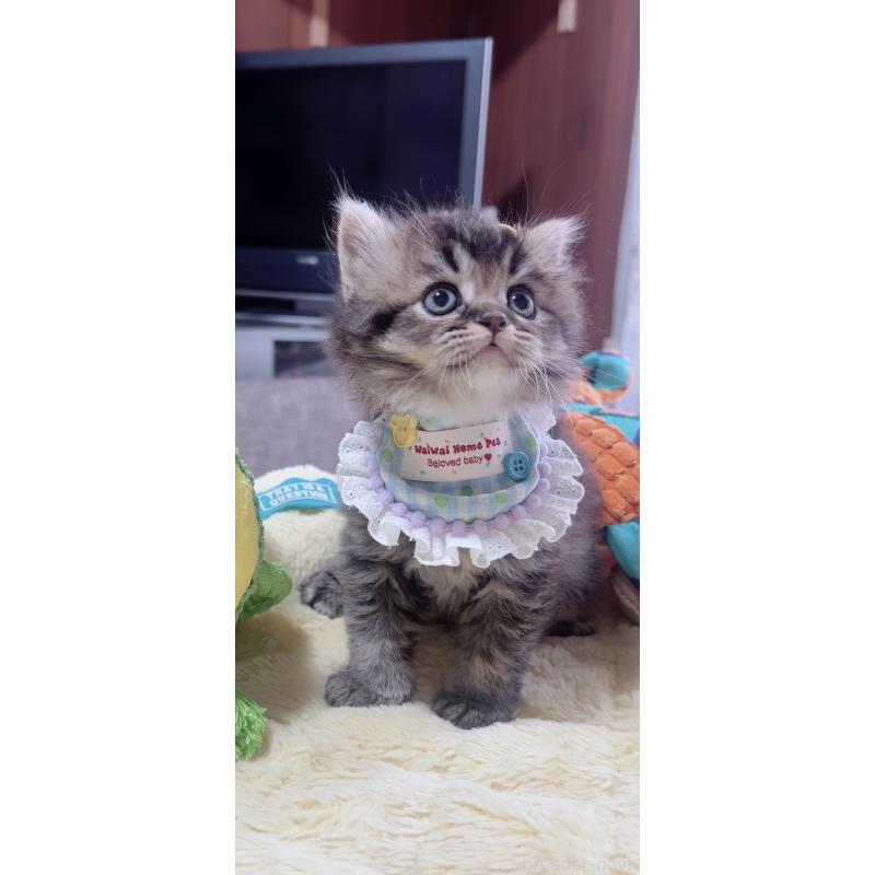 販売中の岐阜県のスコティッシュフォールド-140063の5枚目