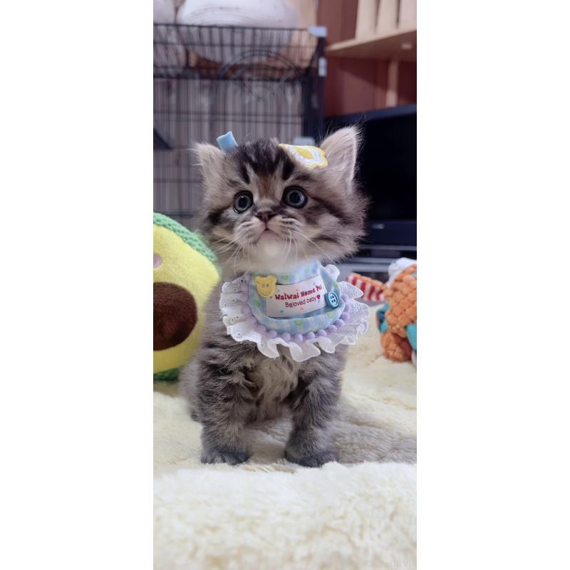 販売中の岐阜県のスコティッシュフォールド-140063の4枚目