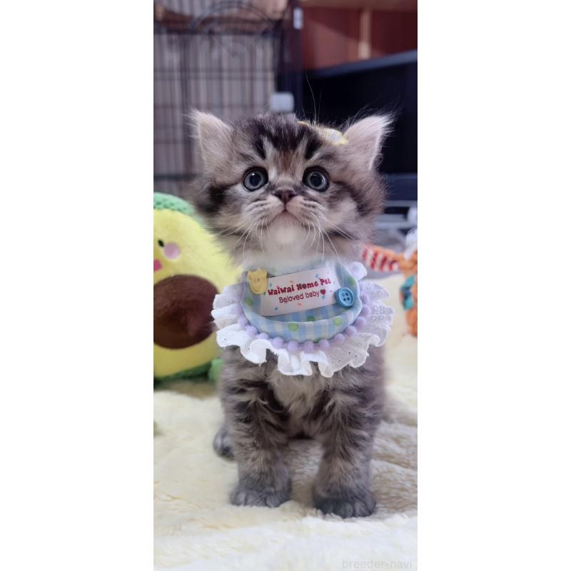 販売中の岐阜県のスコティッシュフォールド-140063の3枚目