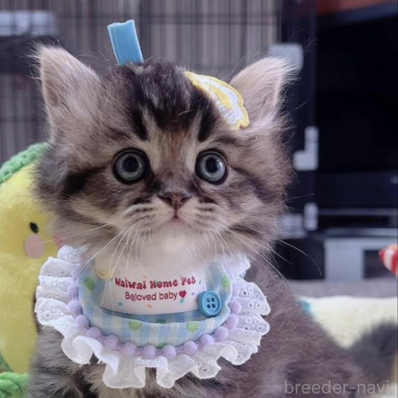 販売中の岐阜県のスコティッシュフォールド-140063