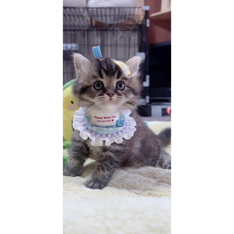 販売中の岐阜県のスコティッシュフォールド-140063の2枚目