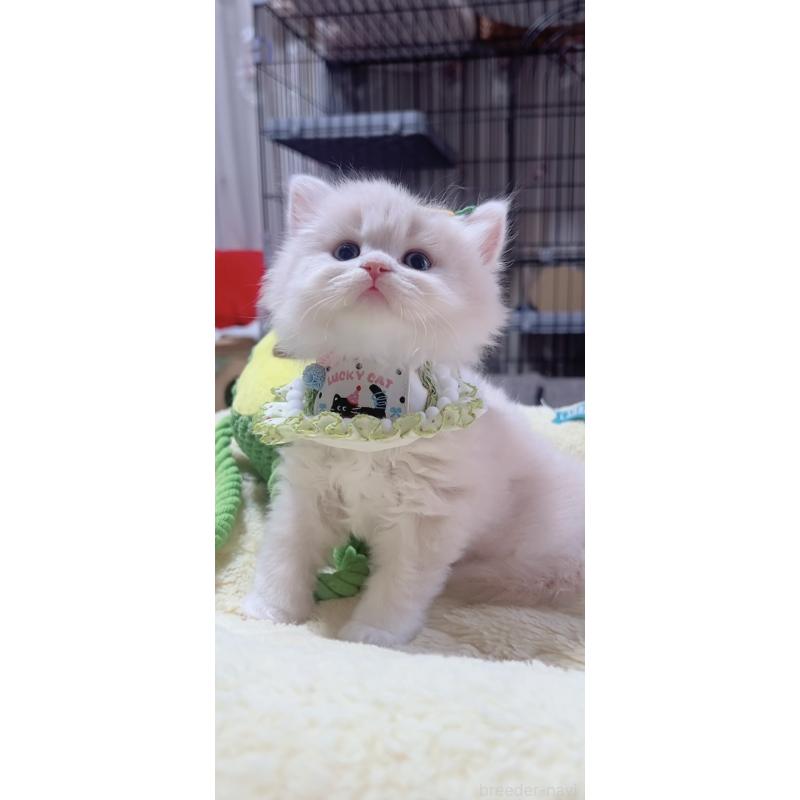 販売中の岐阜県のスコティッシュフォールド-140064の9枚目