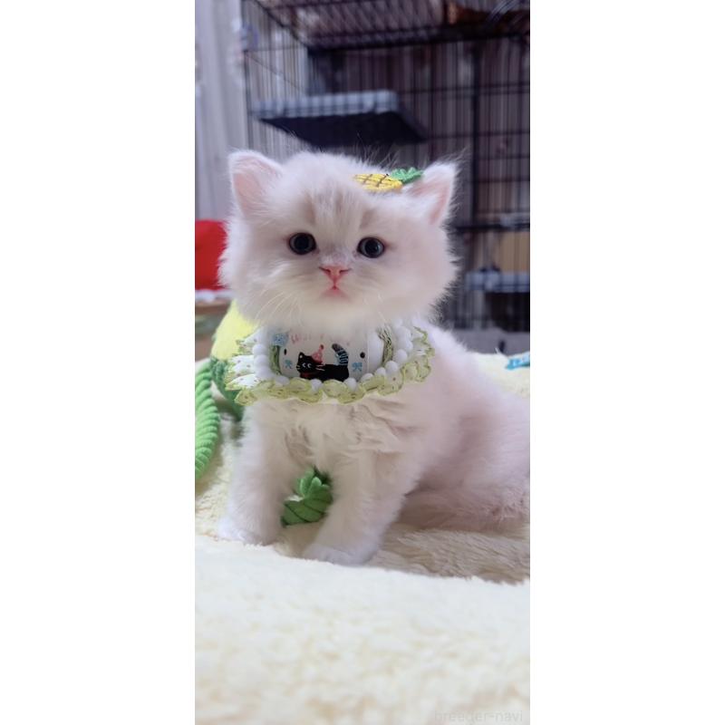 販売中の岐阜県のスコティッシュフォールド-140064の8枚目