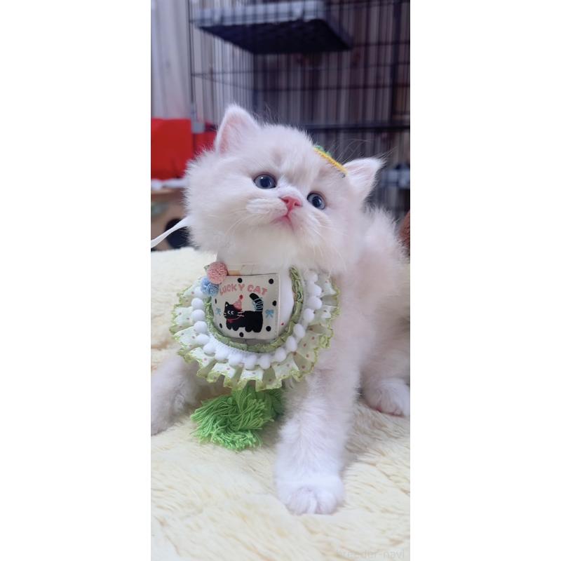 販売中の岐阜県のスコティッシュフォールド-140064の7枚目