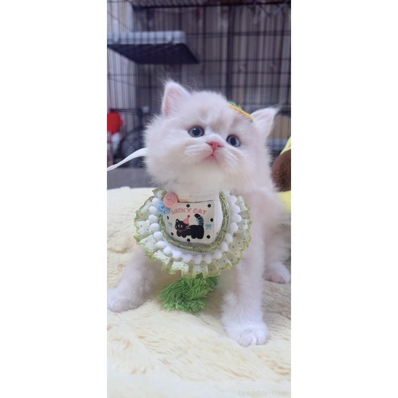 販売中の岐阜県のスコティッシュフォールド-140064の6枚目