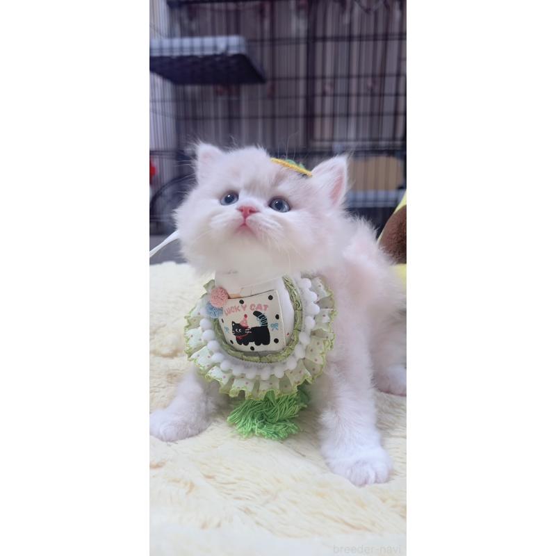 販売中の岐阜県のスコティッシュフォールド-140064の5枚目