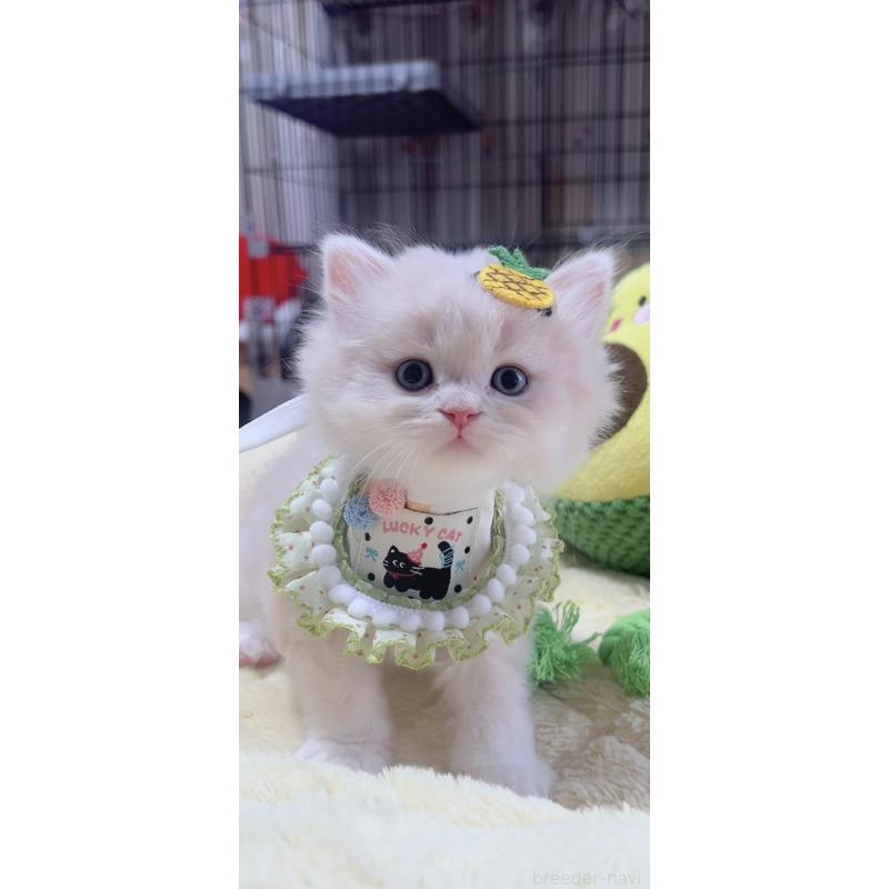 販売中の岐阜県のスコティッシュフォールド-140064の4枚目