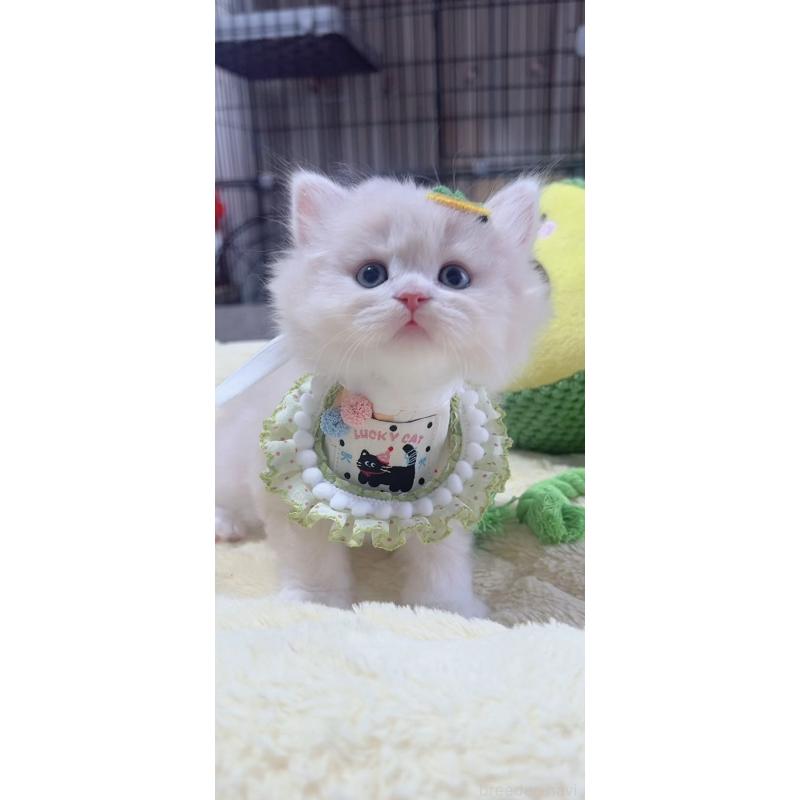 販売中の岐阜県のスコティッシュフォールド-140064の3枚目