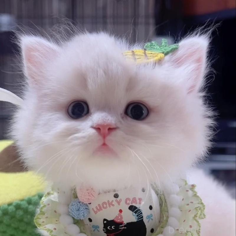 販売中の岐阜県のスコティッシュフォールド-140064