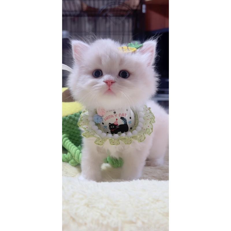 販売中の岐阜県のスコティッシュフォールド-140064の2枚目