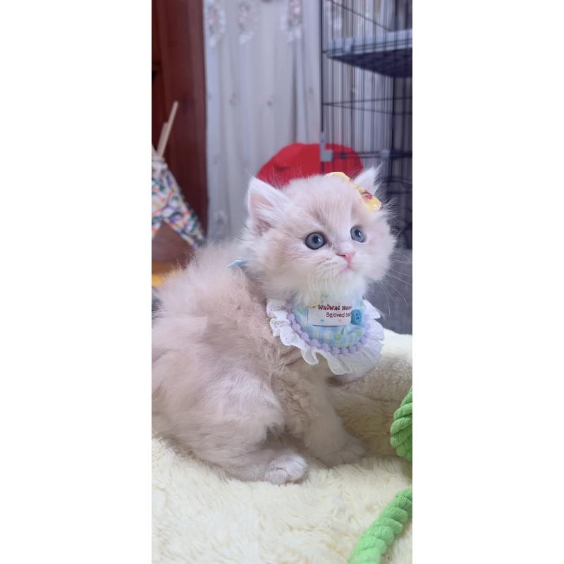 販売中の岐阜県のスコティッシュフォールド-140065の9枚目