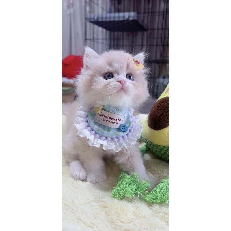 販売中の岐阜県のスコティッシュフォールド-140065の8枚目