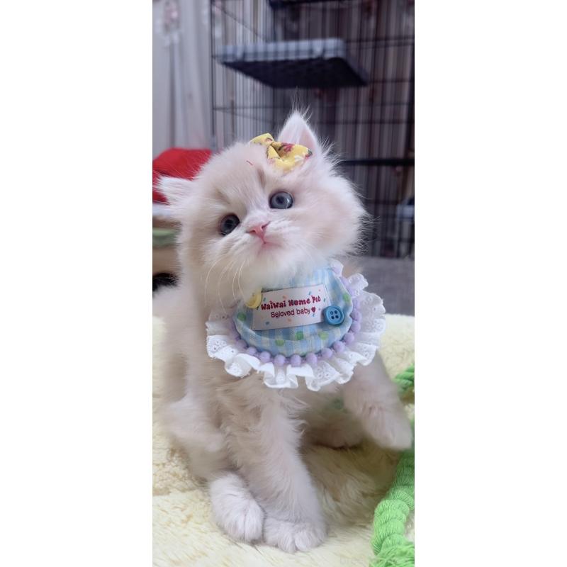 販売中の岐阜県のスコティッシュフォールド-140065の7枚目