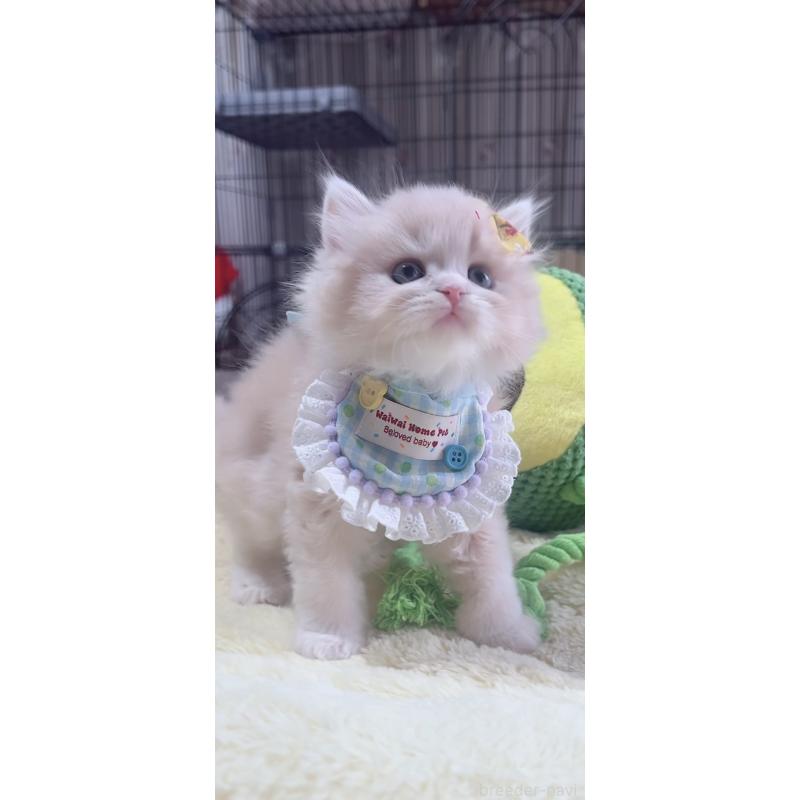 販売中の岐阜県のスコティッシュフォールド-140065の6枚目