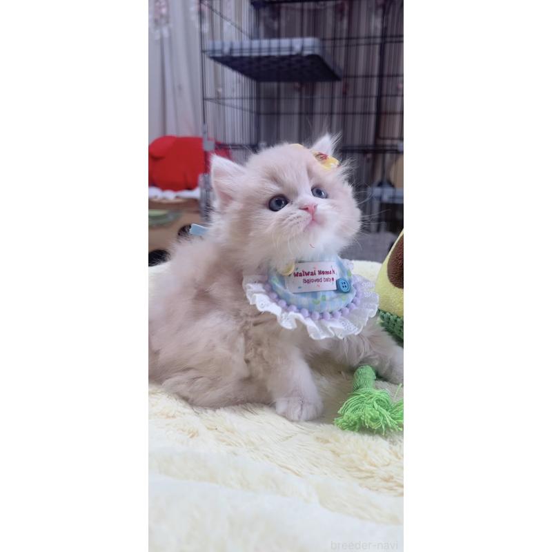 販売中の岐阜県のスコティッシュフォールド-140065の5枚目