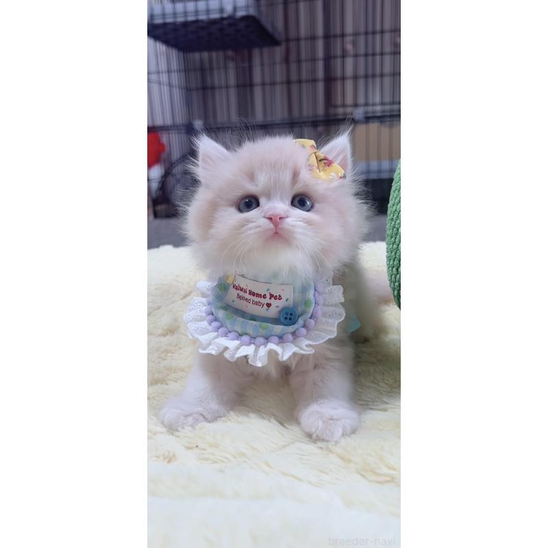 販売中の岐阜県のスコティッシュフォールド-140065の4枚目