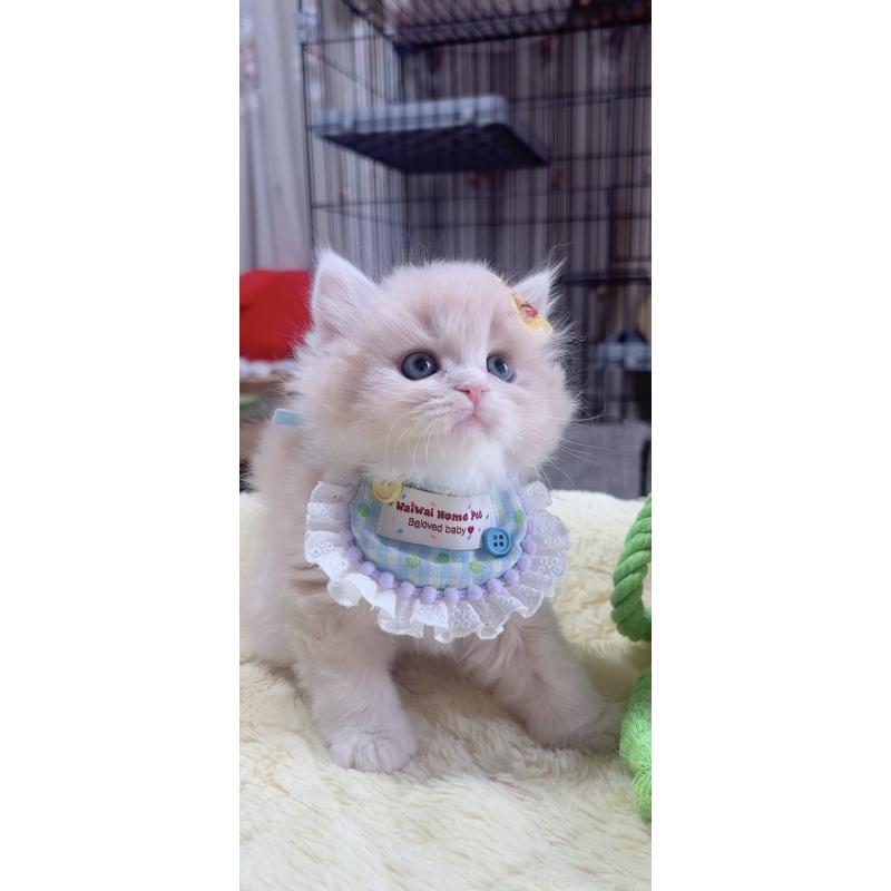 販売中の岐阜県のスコティッシュフォールド-140065の3枚目