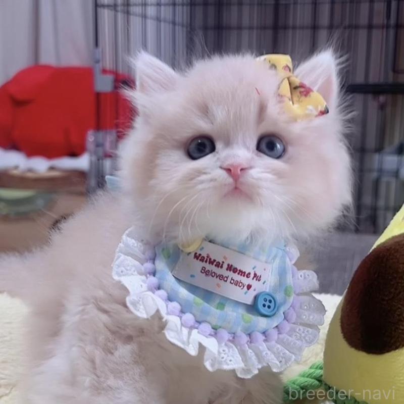 販売中の岐阜県のスコティッシュフォールド-140065