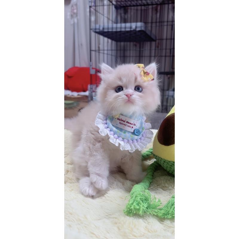 販売中の岐阜県のスコティッシュフォールド-140065の2枚目