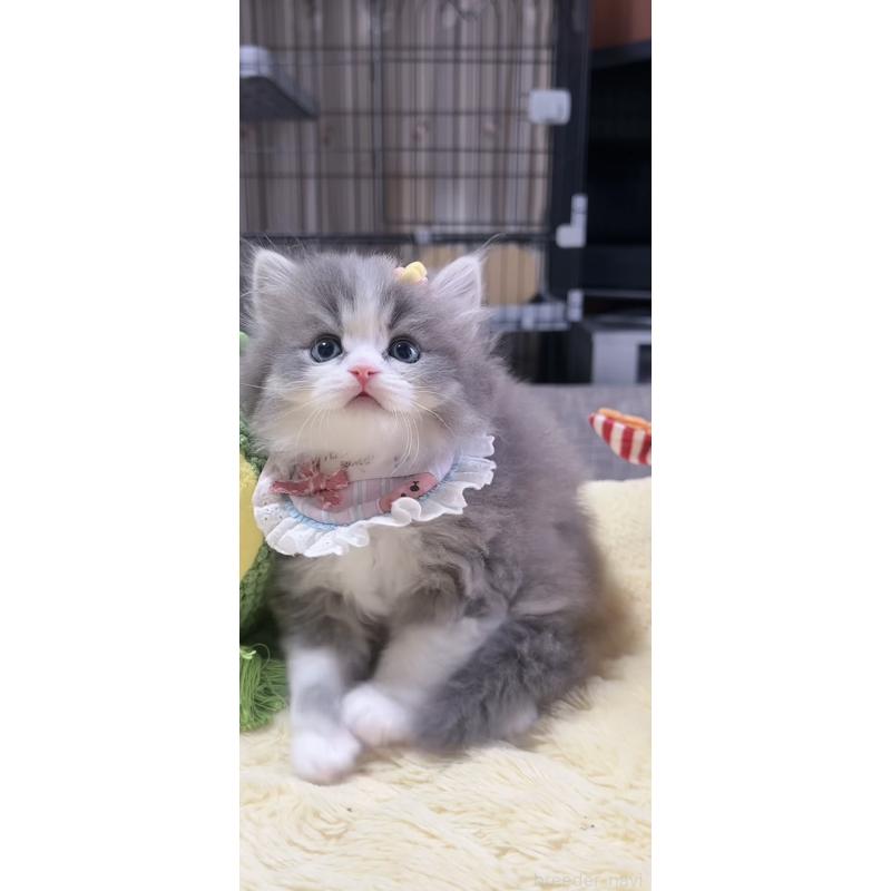 販売中の岐阜県のスコティッシュフォールド-140066の9枚目