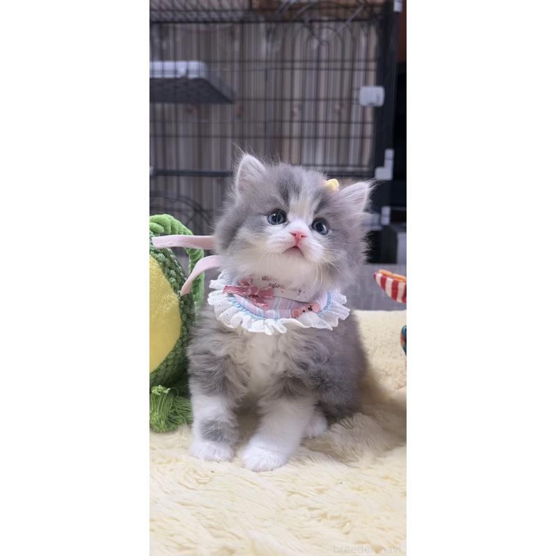 販売中の岐阜県のスコティッシュフォールド-140066の8枚目