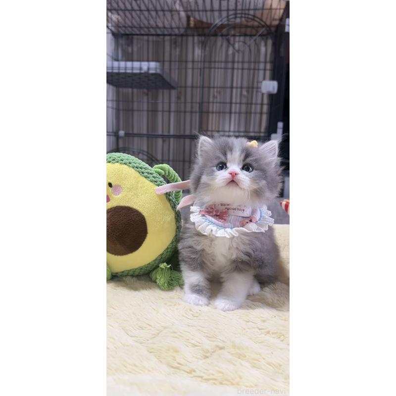 販売中の岐阜県のスコティッシュフォールド-140066の7枚目