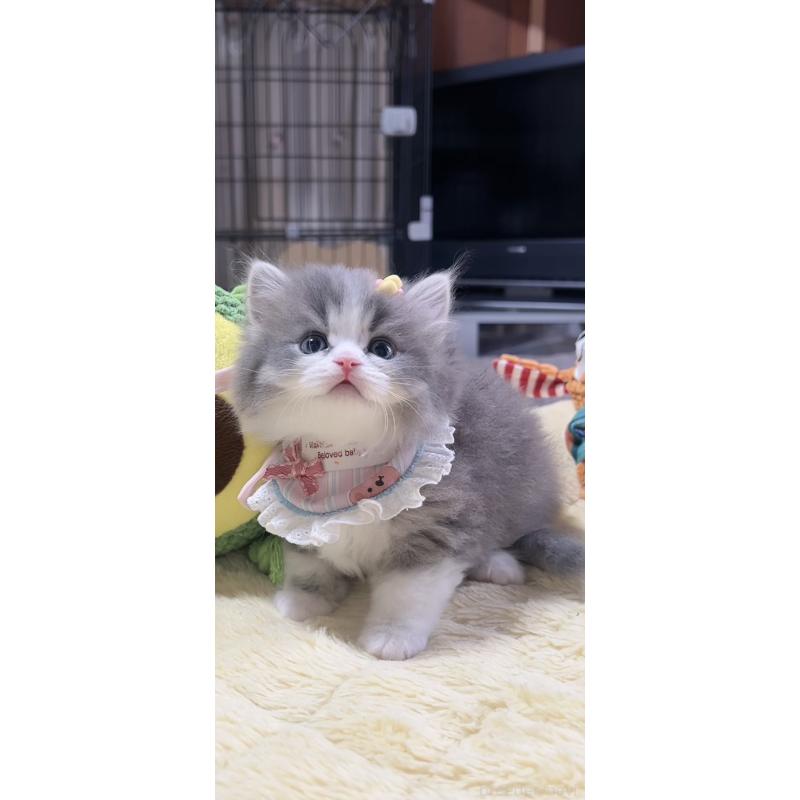 販売中の岐阜県のスコティッシュフォールド-140066の6枚目