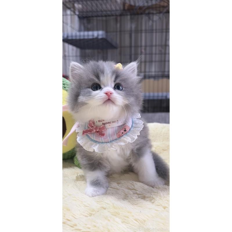 販売中の岐阜県のスコティッシュフォールド-140066の5枚目