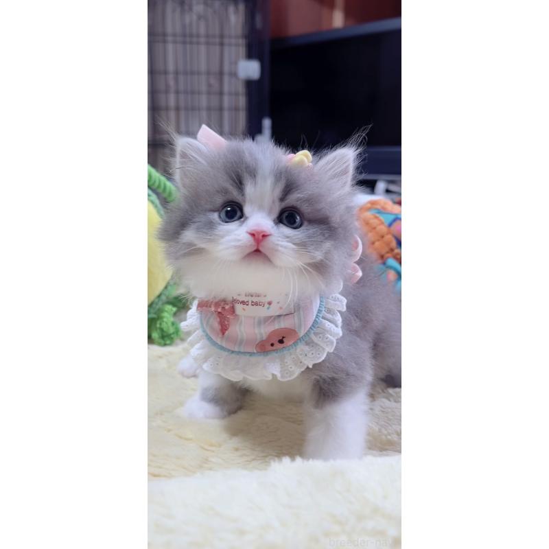 販売中の岐阜県のスコティッシュフォールド-140066の4枚目